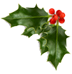 christmas-holly